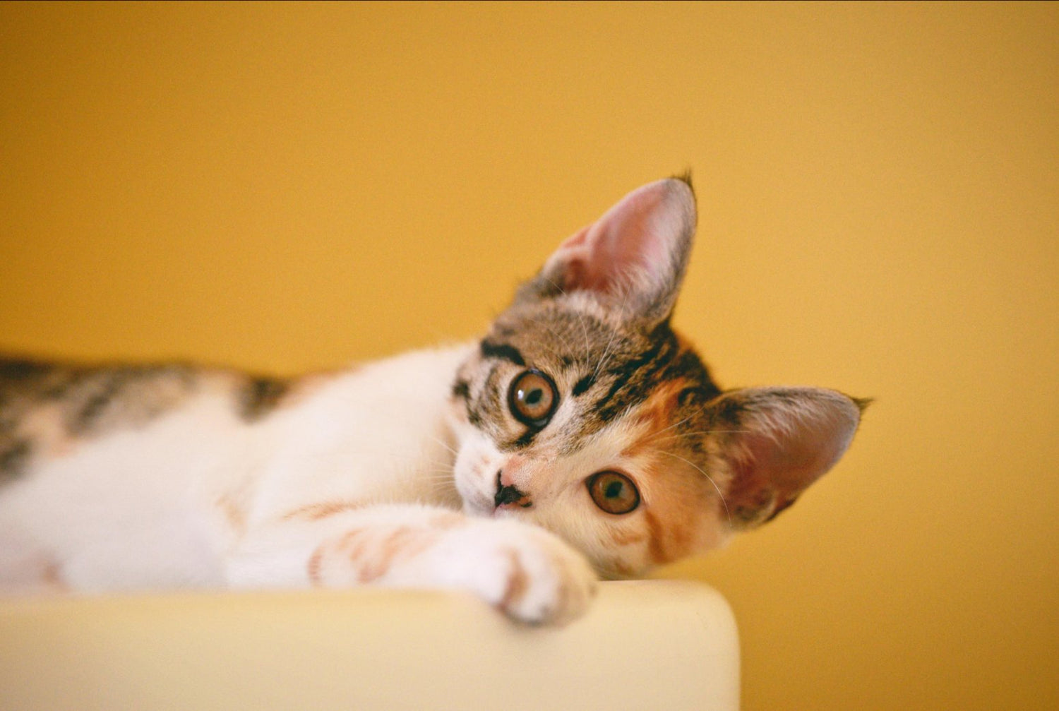 Cat Supplies