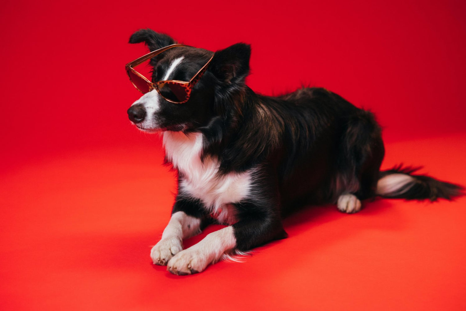 Dog Supplies